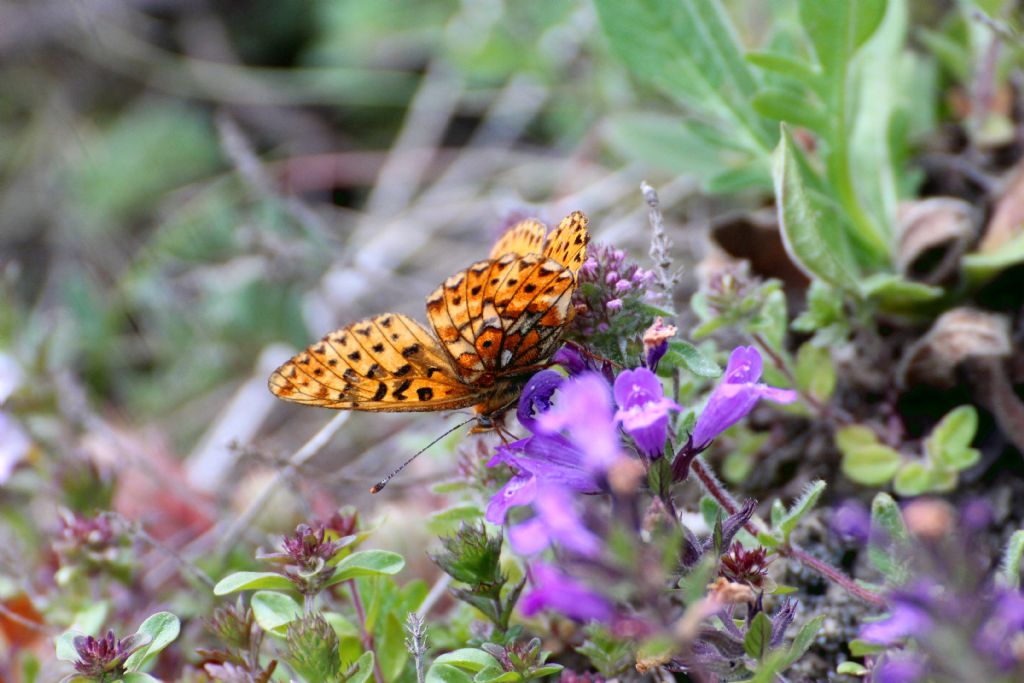 Boloria selene? No, Boloria euphrosyne - Nymphalidae